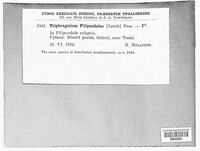Triphragmium filipendulae image